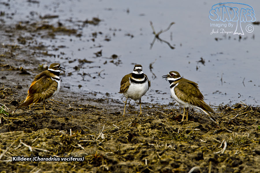Killdeer - Charadrius vociferus