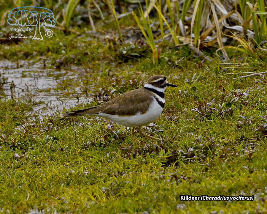 Killdeer - Charadrius vociferus
