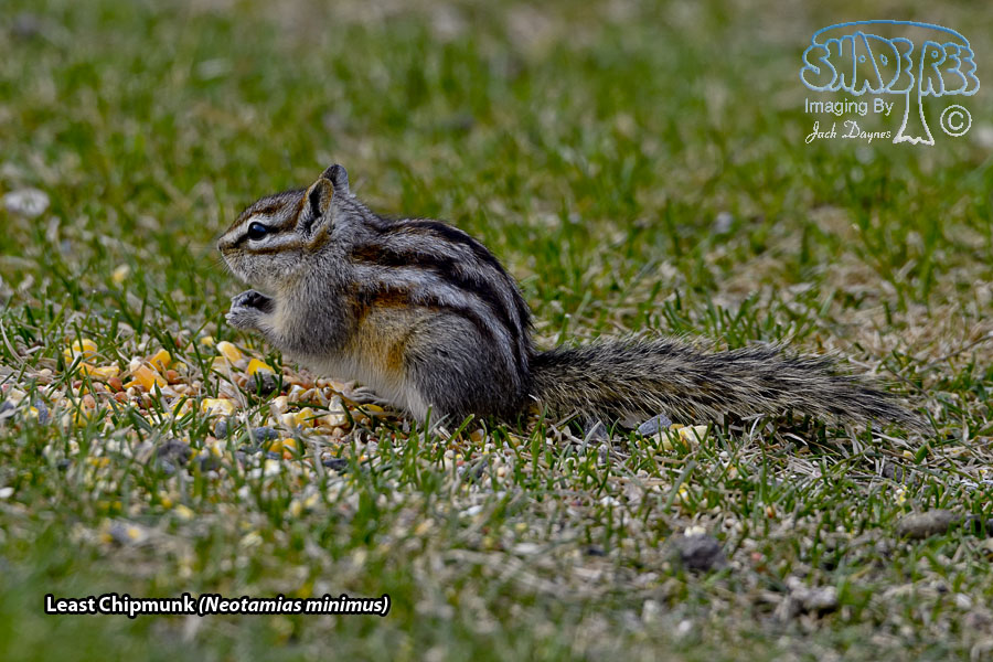 Least Chipmunk - Neotamias minimus