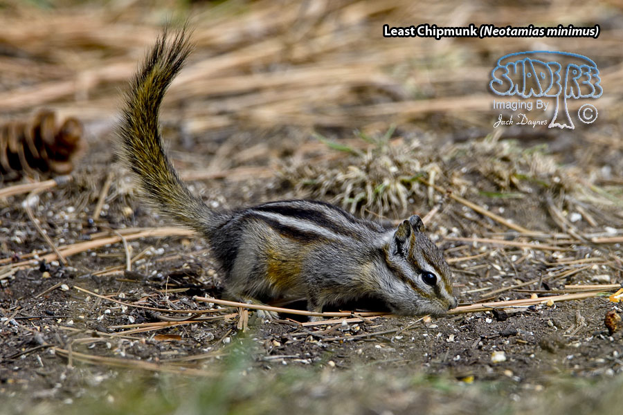 Least Chipmunk - Neotamias minimus