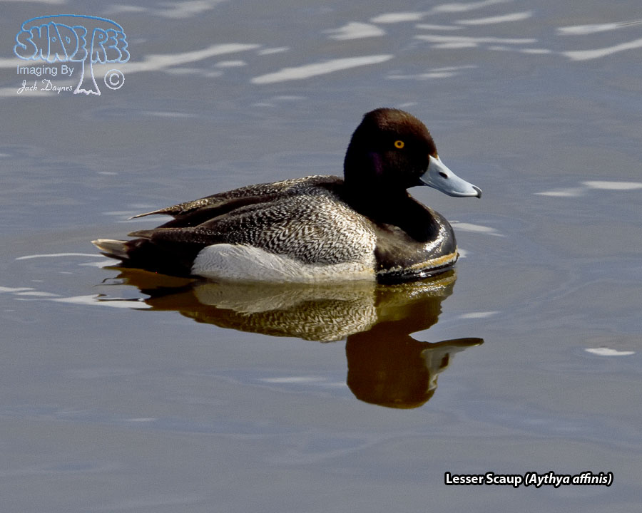 Lesser Scaup - Aythya affinis