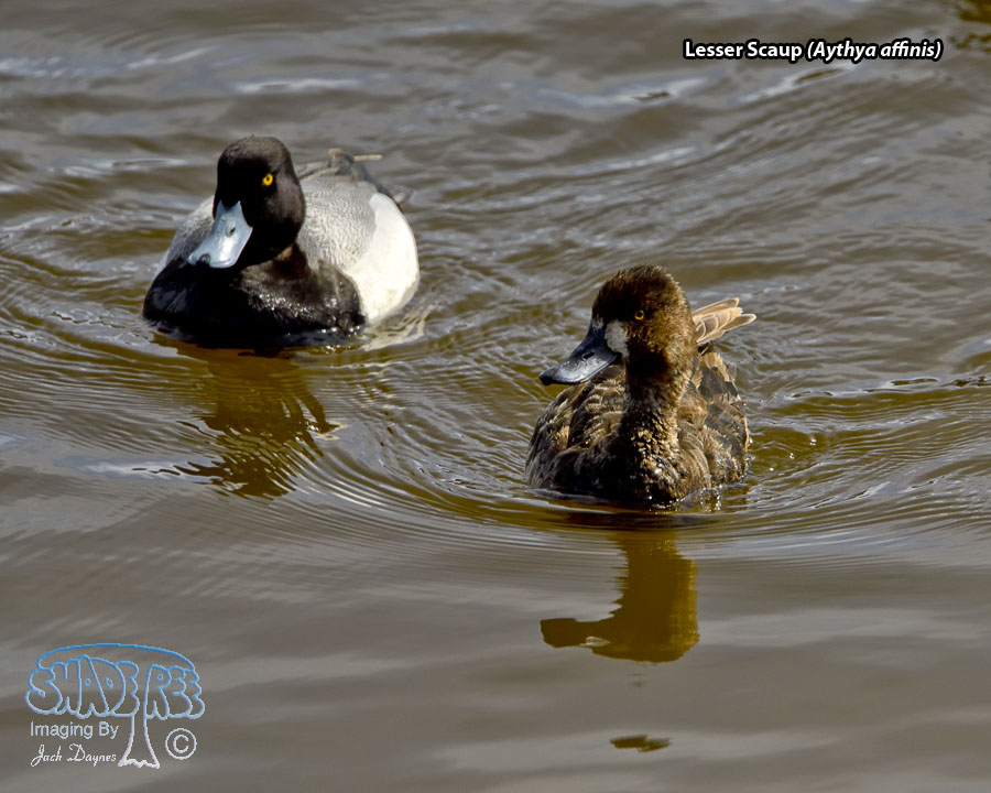 Lesser Scaup - Aythya affinis