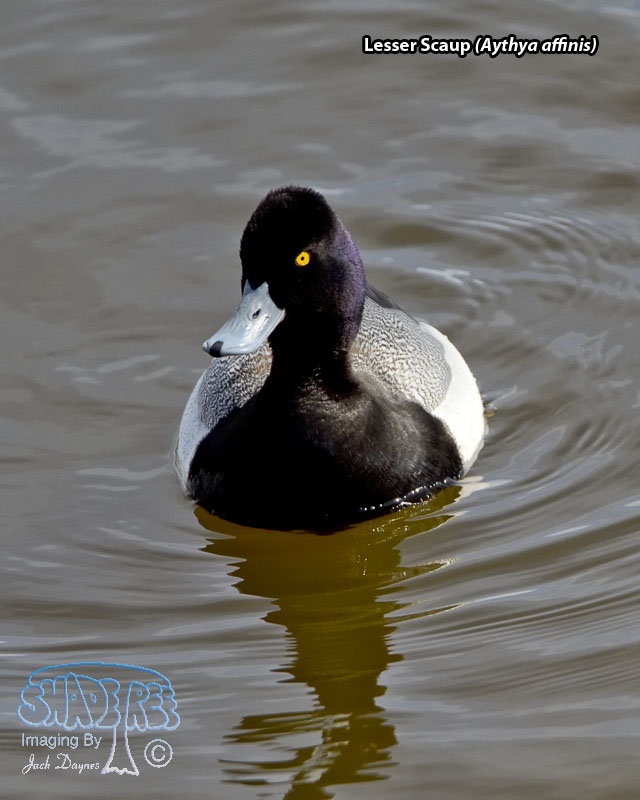 Lesser Scaup - Aythya affinis