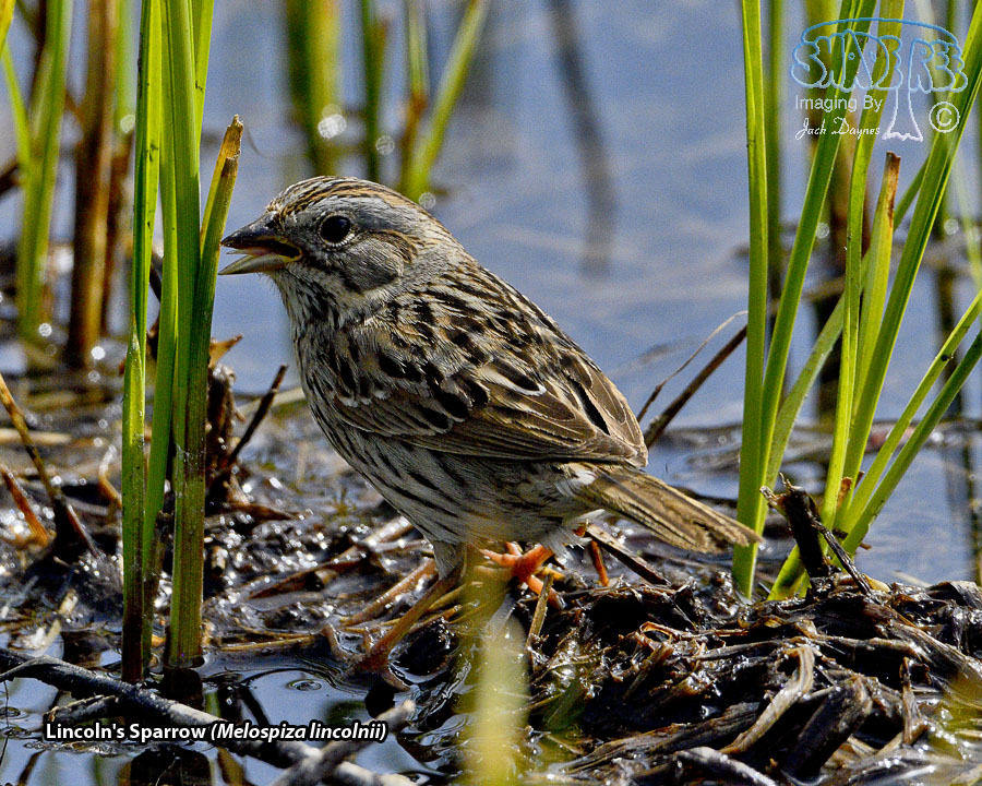 Lincoln's Sparrow - Melospiza lincolnii