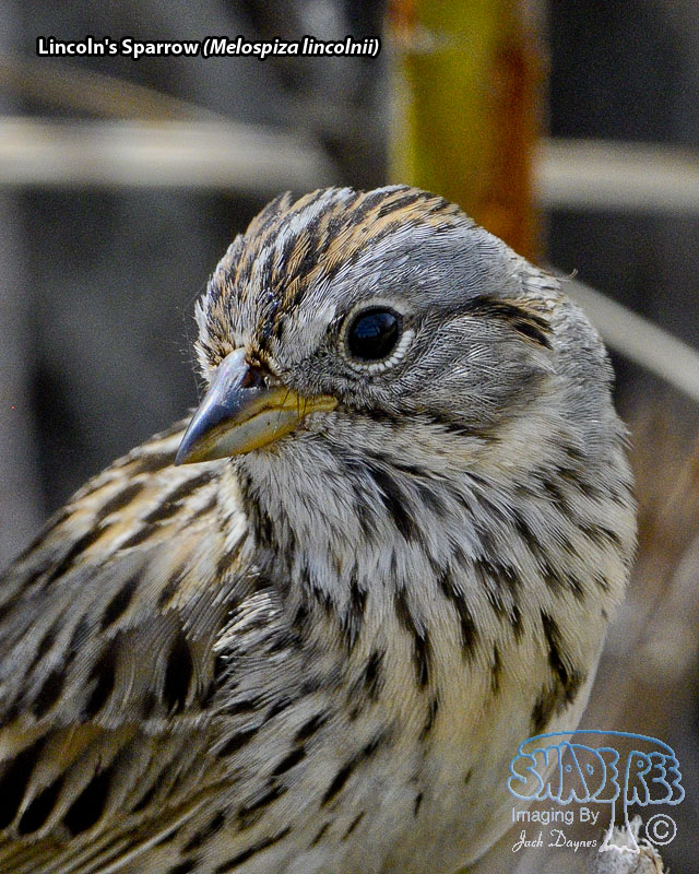 Lincoln's Sparrow - Melospiza lincolnii