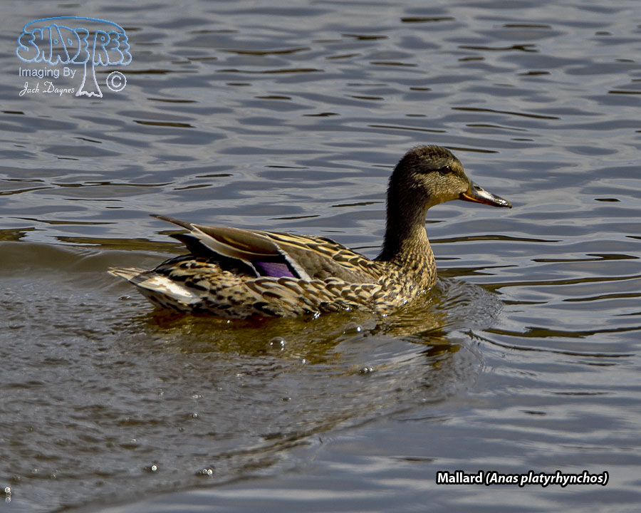 Mallard - Anas platyrhynchos