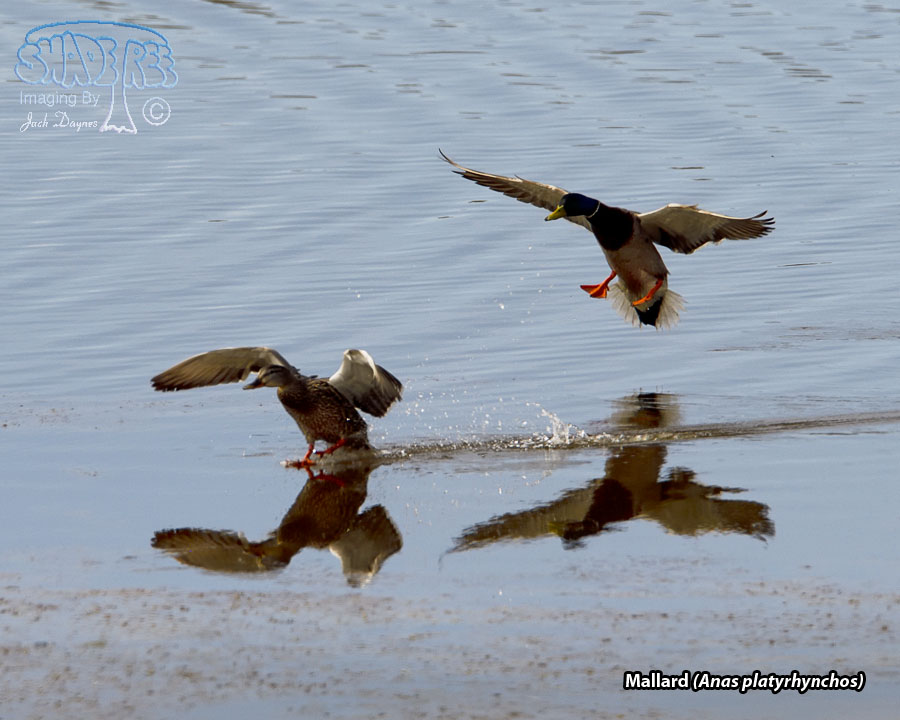 Mallard - Anas platyrhynchos
