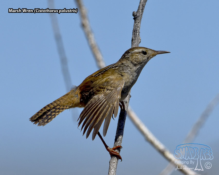 Marsh Wren - Cistothorus palustris