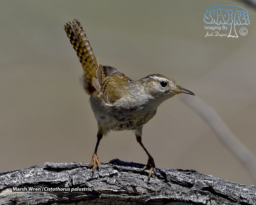 Marsh Wren - Cistothorus palustris
