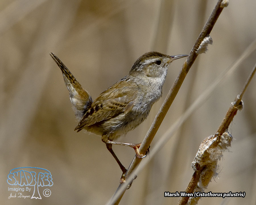 Marsh Wren - Cistothorus palustris