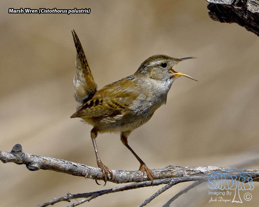 Marsh Wren - Cistothorus palustris