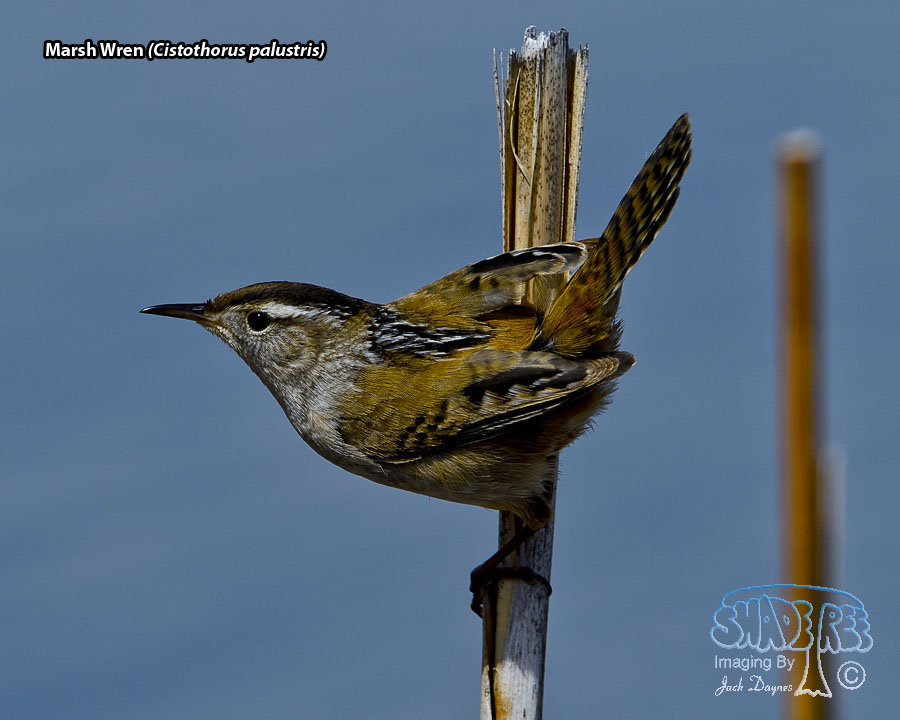 Marsh Wren - Cistothorus palustris