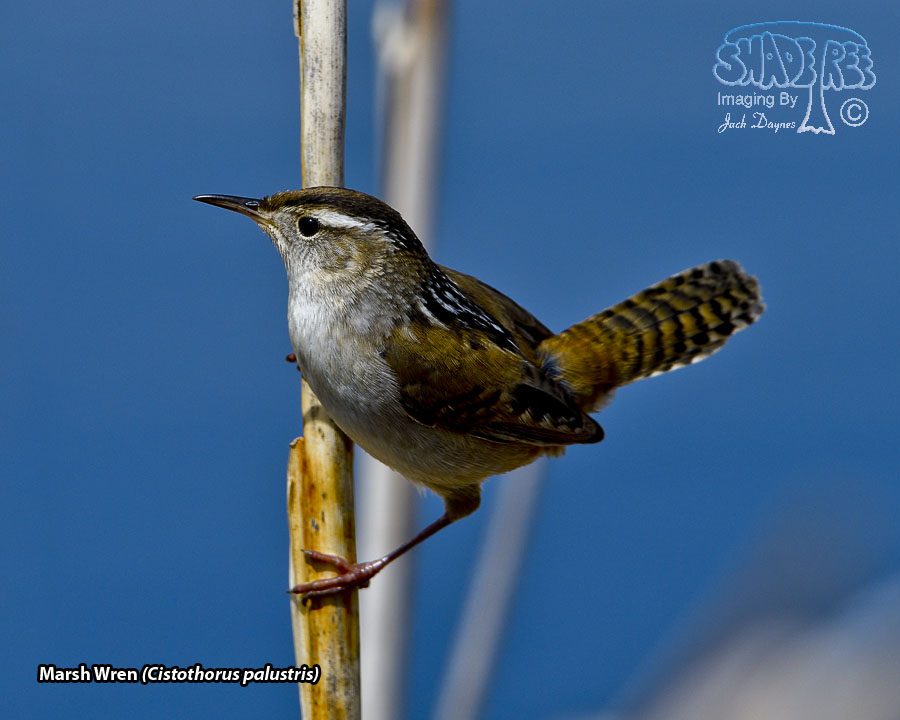 Marsh Wren - Cistothorus palustris
