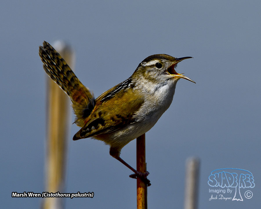 Marsh Wren - Cistothorus palustris