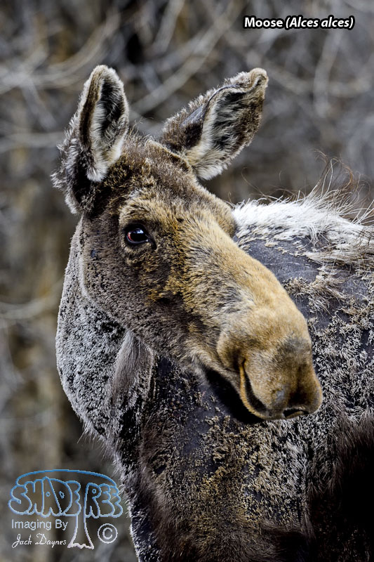 Moose - Alces alces