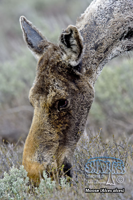 Moose - Alces alces