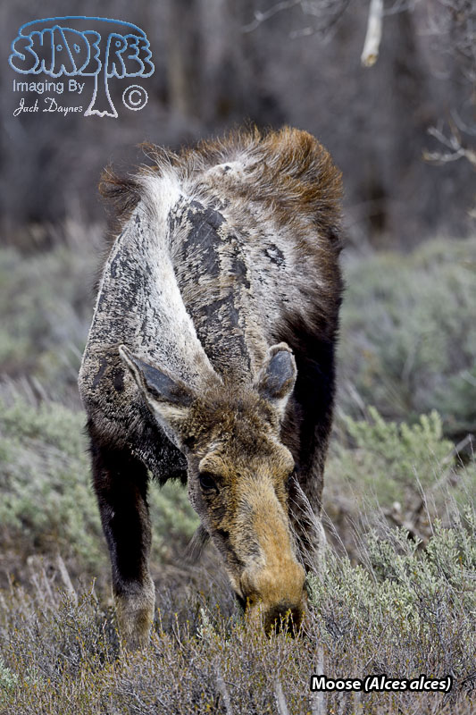Moose - Alces alces