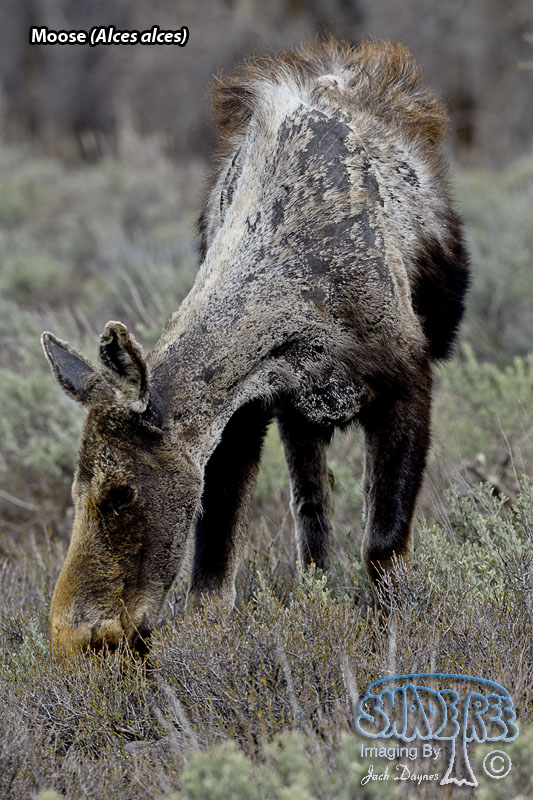 Moose - Alces alces