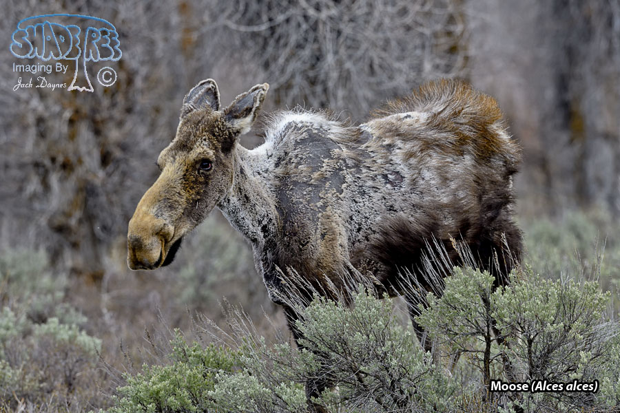 Moose - Alces alces