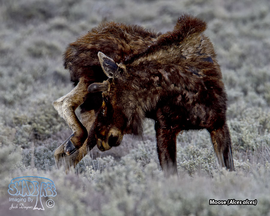 Moose - Alces alces