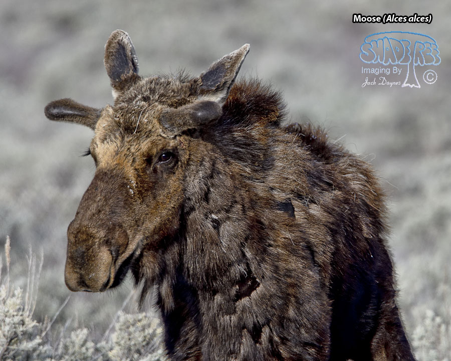 Moose - Alces alces