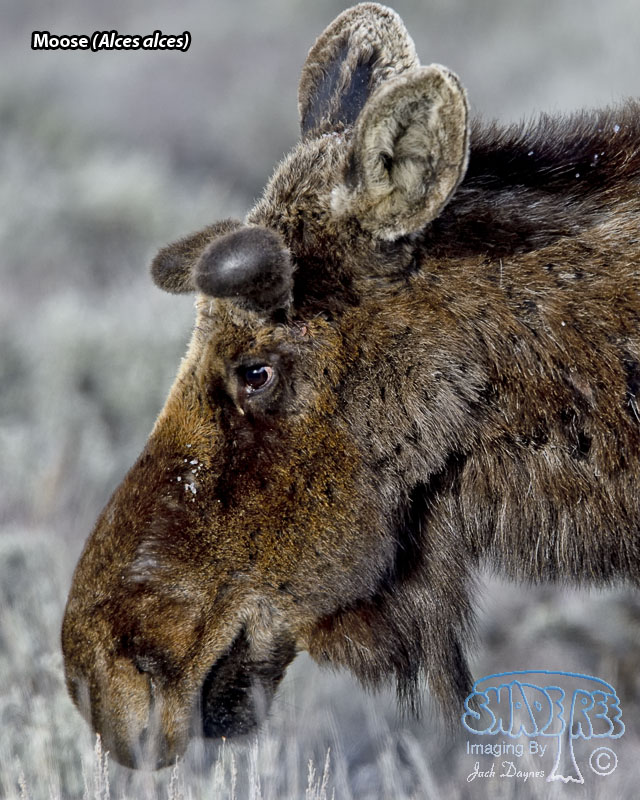 Moose - Alces alces