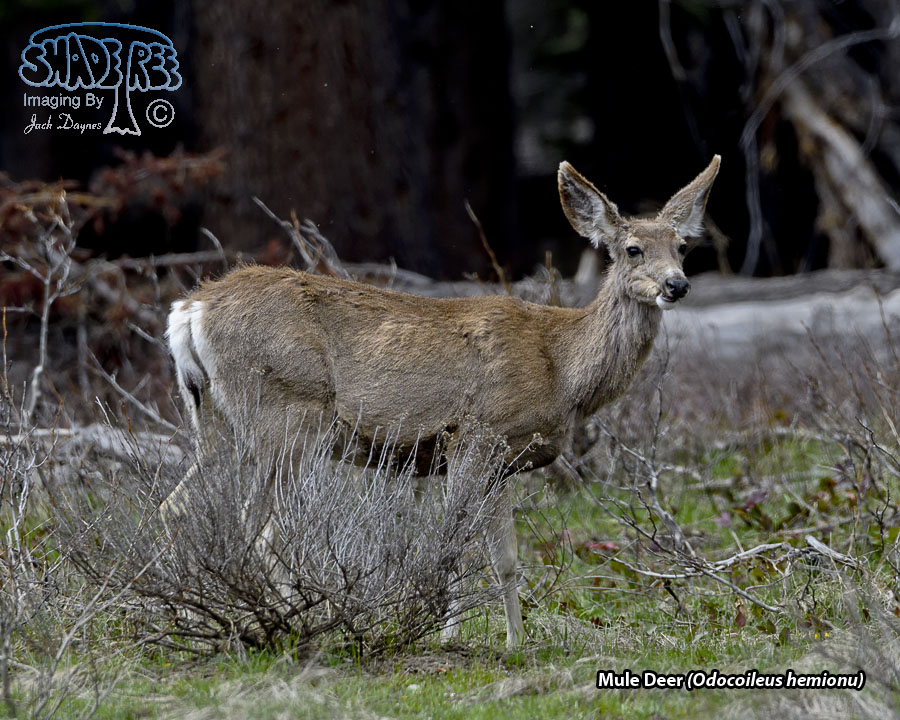 Mule Deer - Odocoileus hemionus