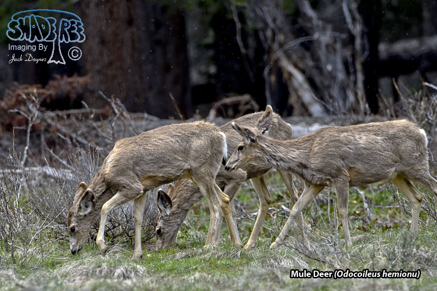 Mule Deer - Odocoileus hemionus