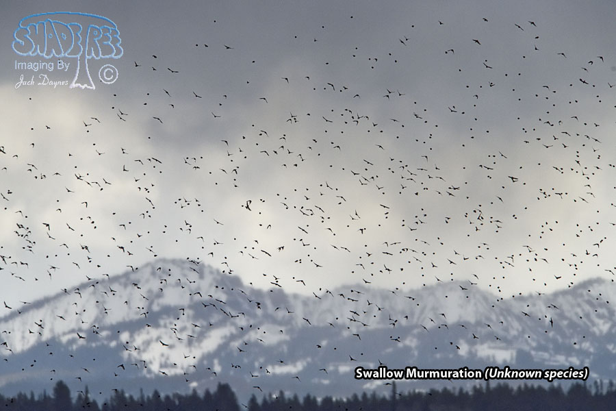 Swallow Murmuration - Unknown
