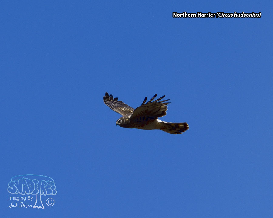 Northern Harrier - Circus hudsonius