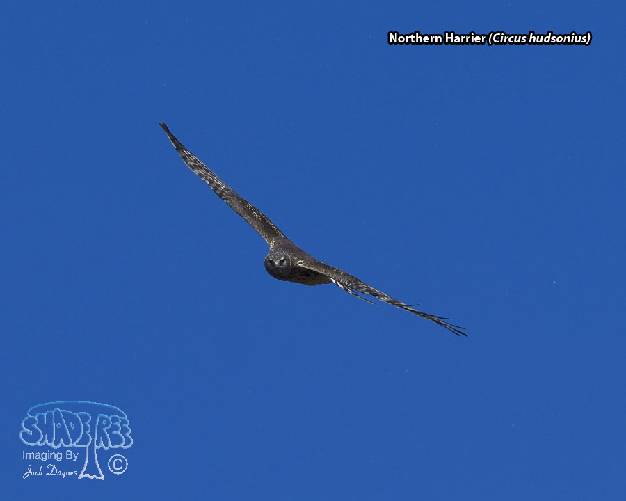 Northern Harrier - Circus hudsonius