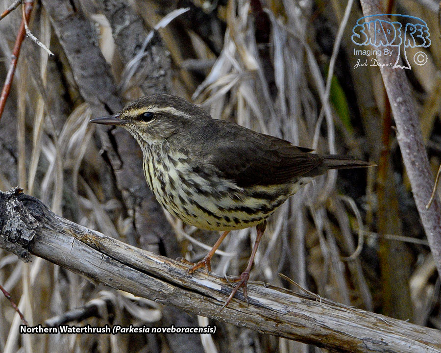 Northern Waterthrush - Parkesia noveboracensis