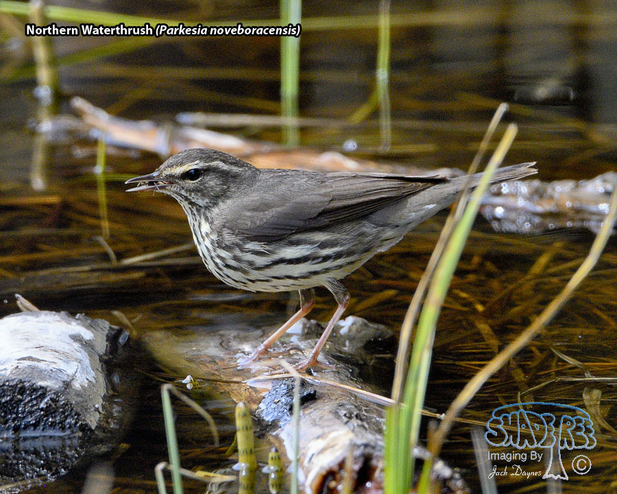 Northern Waterthrush - Parkesia noveboracensis