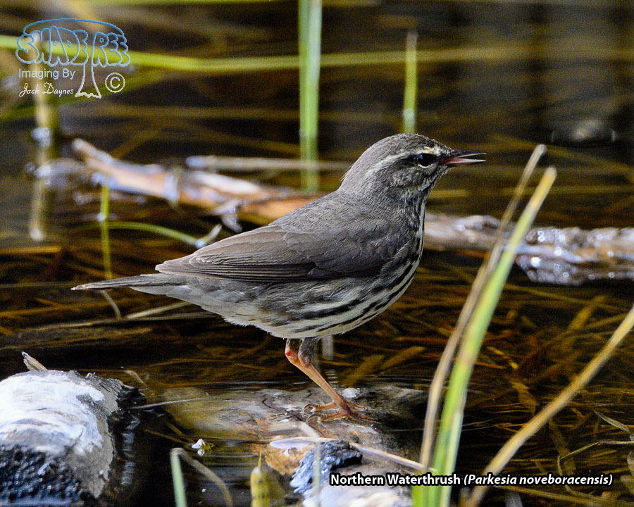 Northern Waterthrush - Parkesia noveboracensis