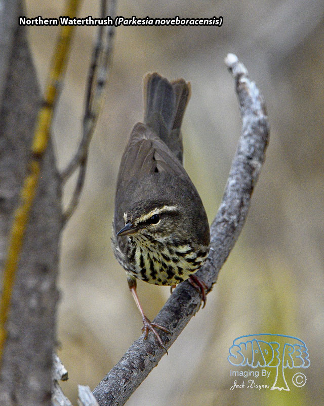 Northern Waterthrush - Parkesia noveboracensis
