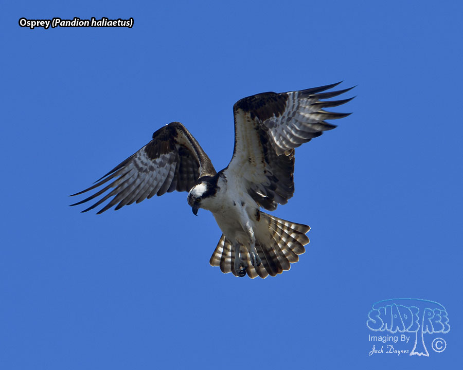 Osprey - Pandion haliaetus