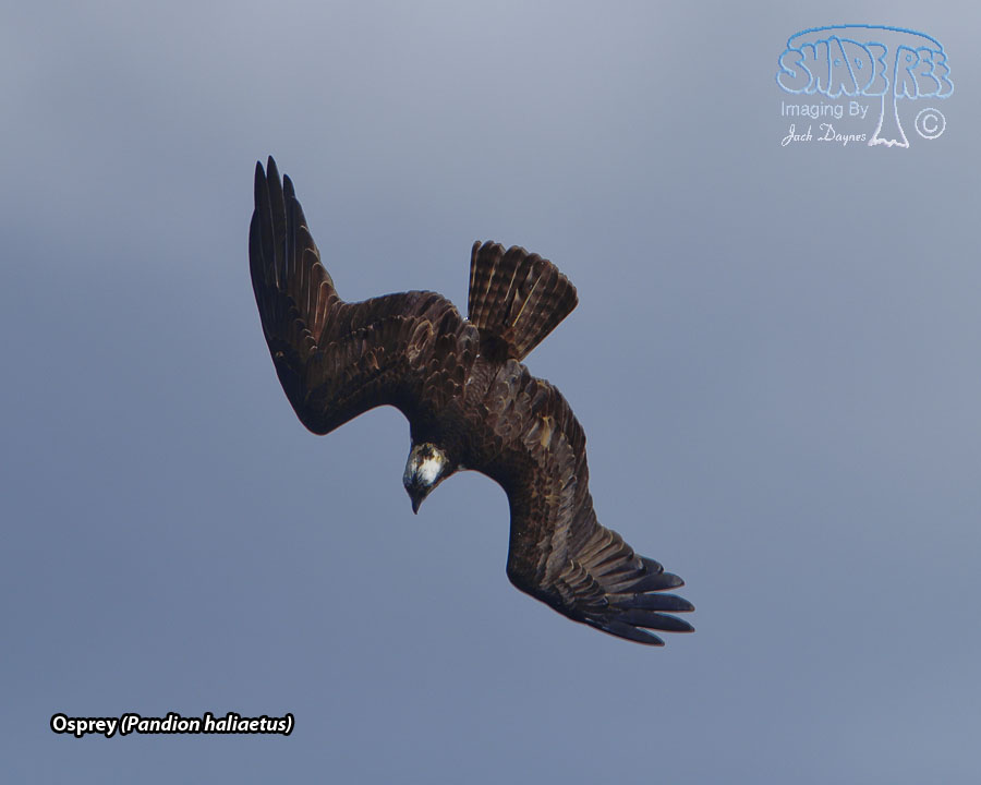Osprey - Pandion haliaetus