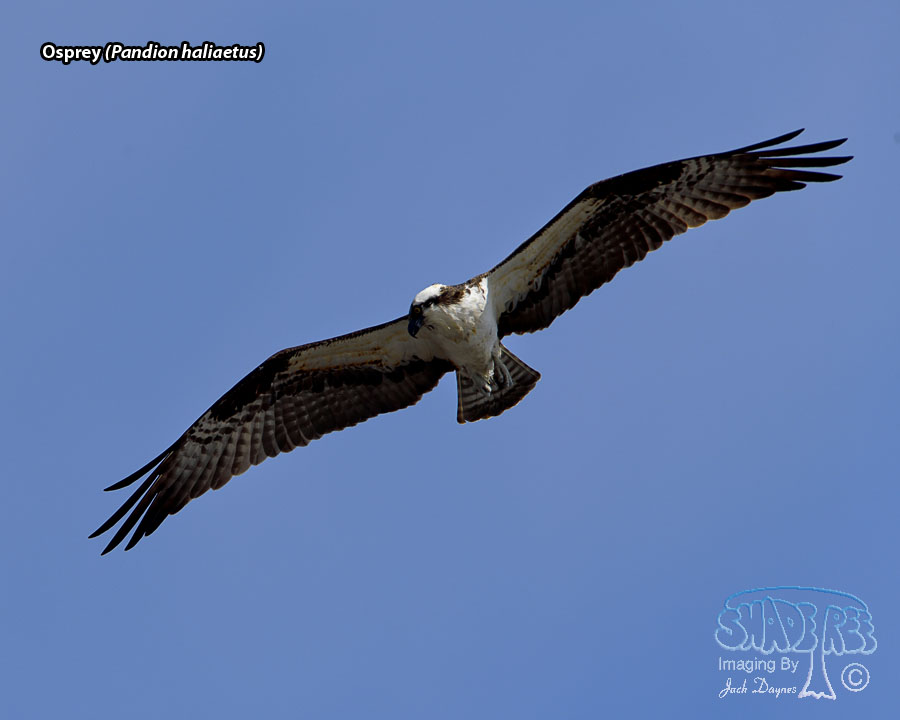 Osprey - Pandion haliaetus