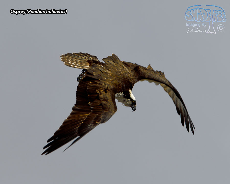 Osprey - Pandion haliaetus