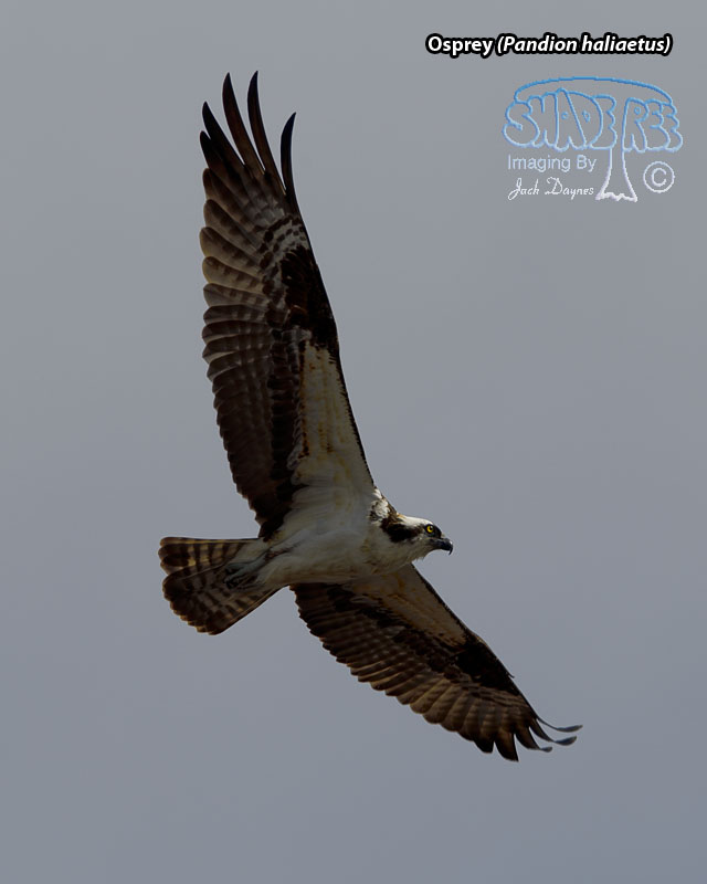 Osprey - Pandion haliaetus