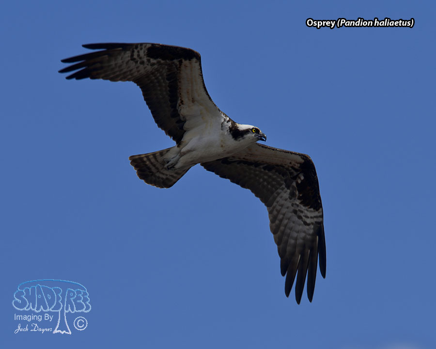 Osprey - Pandion haliaetus