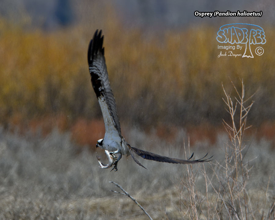 Osprey - Pandion haliaetus