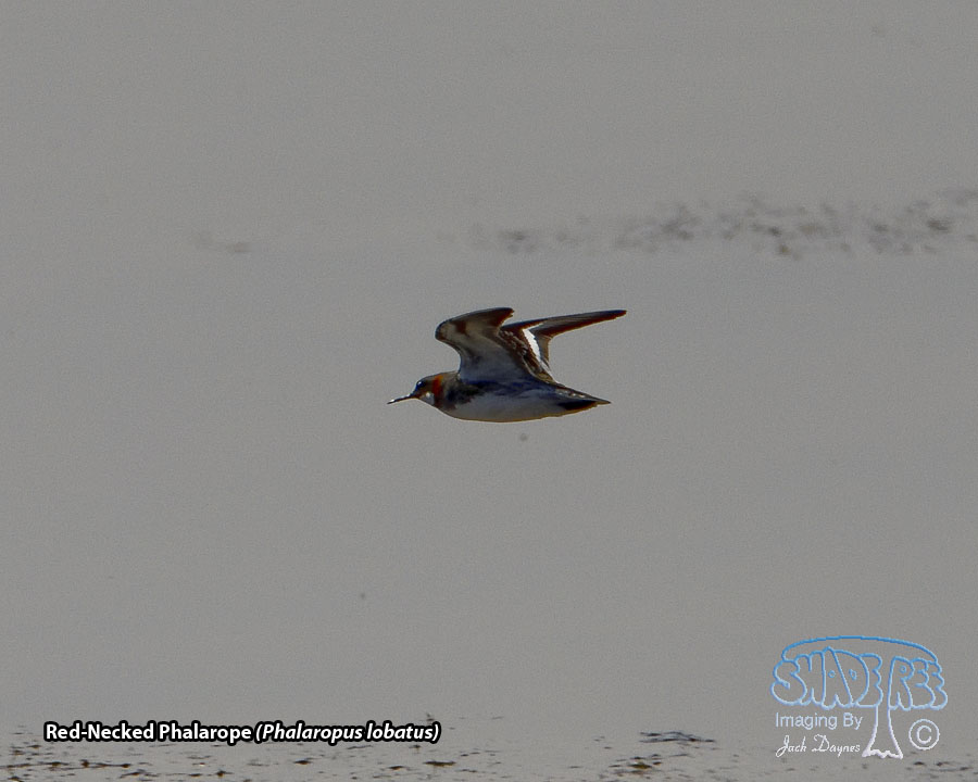 Red-Necked Phalarope - Phalaropus lobatus