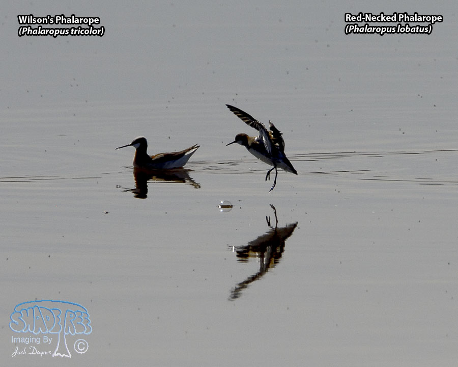 Red-Necked Phalarope - Phalaropus lobatus