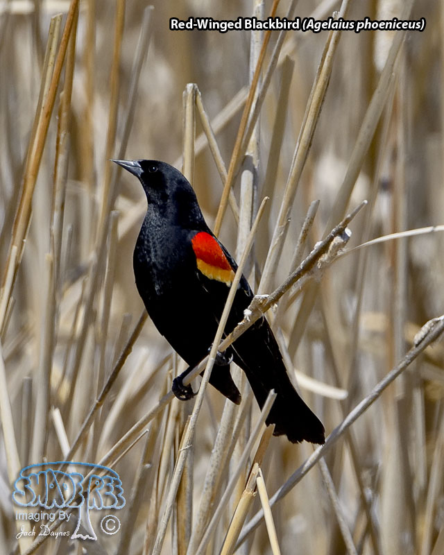 Red-Winged Blackbird - Agelaius phoeniceus