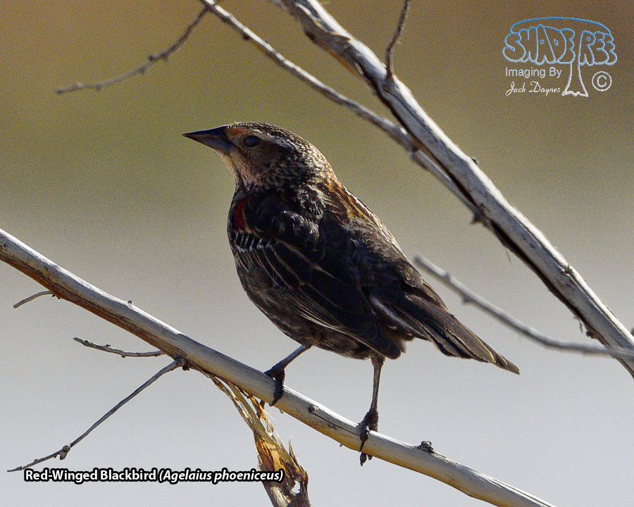 Red-Winged Blackbird - Agelaius phoeniceus