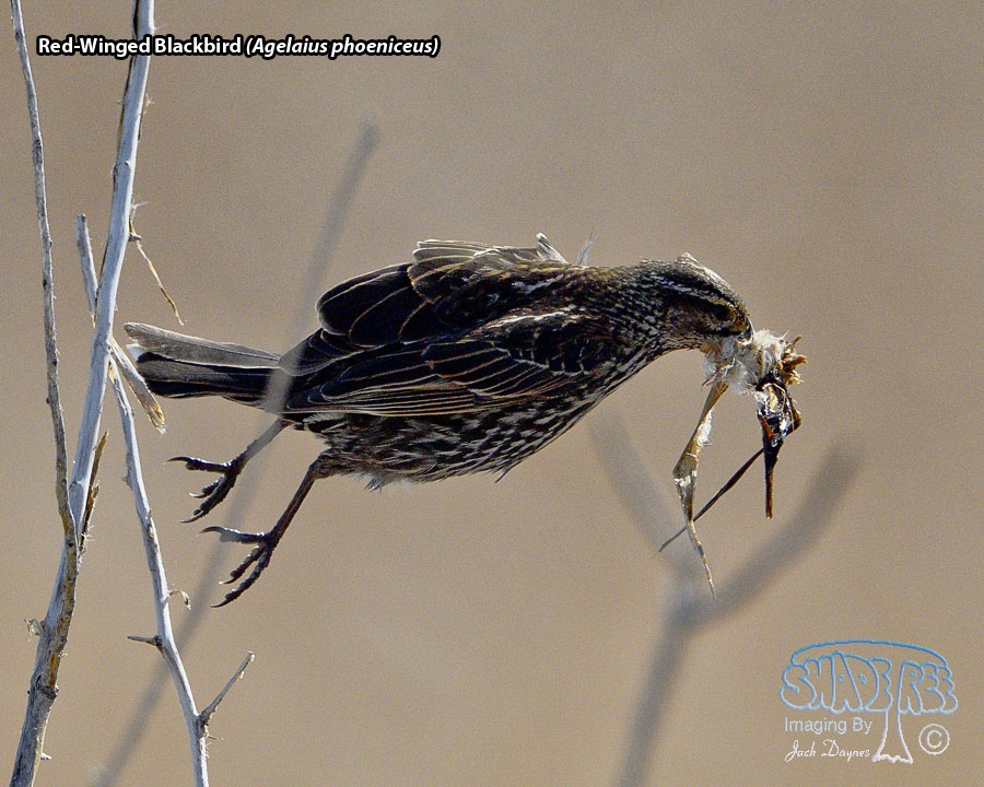 Red-Winged Blackbird - Agelaius phoeniceus