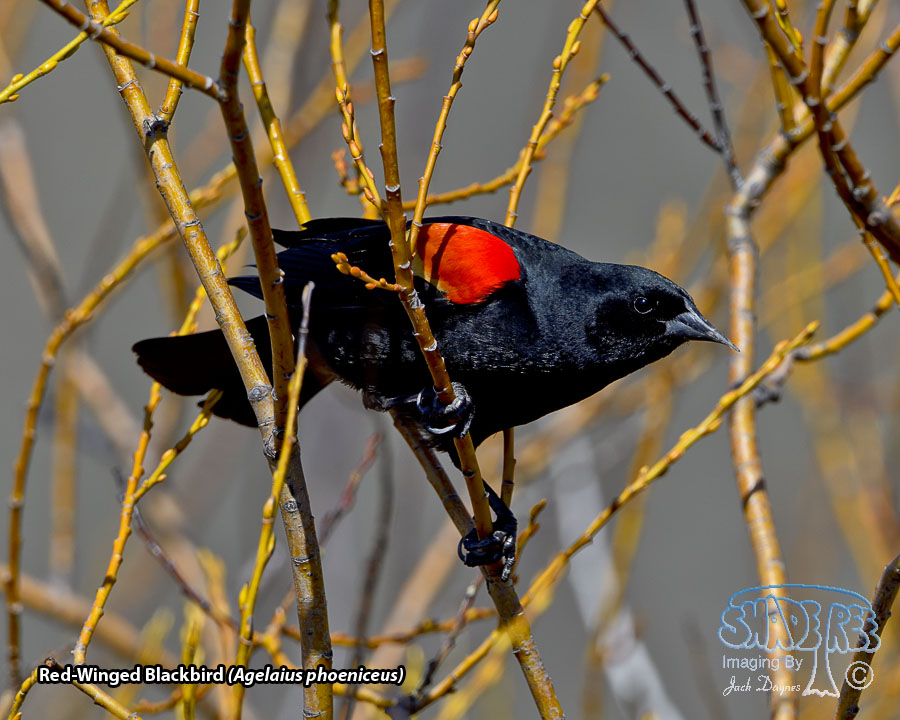 Red-Winged Blackbird - Agelaius phoeniceus