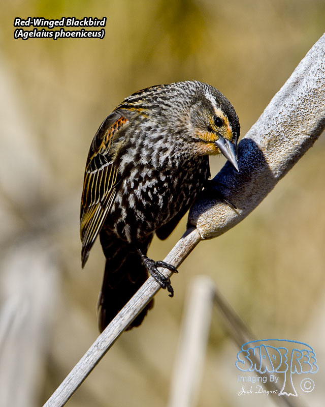 Red-Winged Blackbird - Agelaius phoeniceus