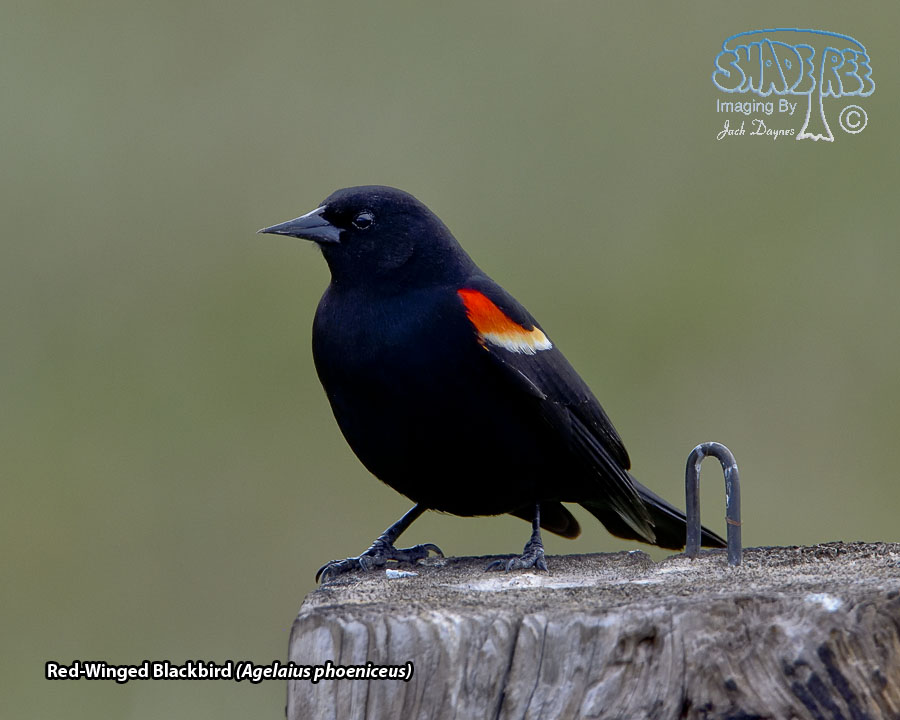 Red-Winged Blackbird - Agelaius phoeniceus